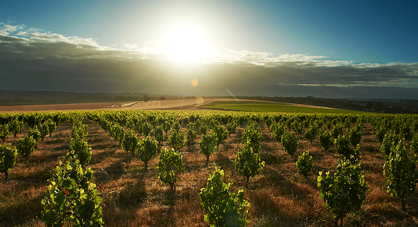 Swinney Vineyards Bush Vines